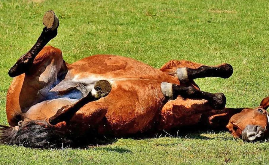 Senacsa no registra casos sospechosos de encefalomielitis equina en Paraguay. Foto: Archivo.