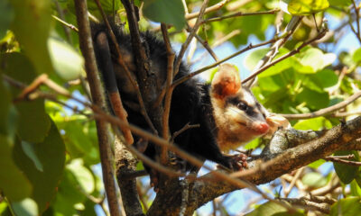 Mykurẽ Didelphis albiventris. Foto: Carlos Ortega.