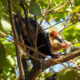 Mykurẽ Didelphis albiventris. Foto: Carlos Ortega.