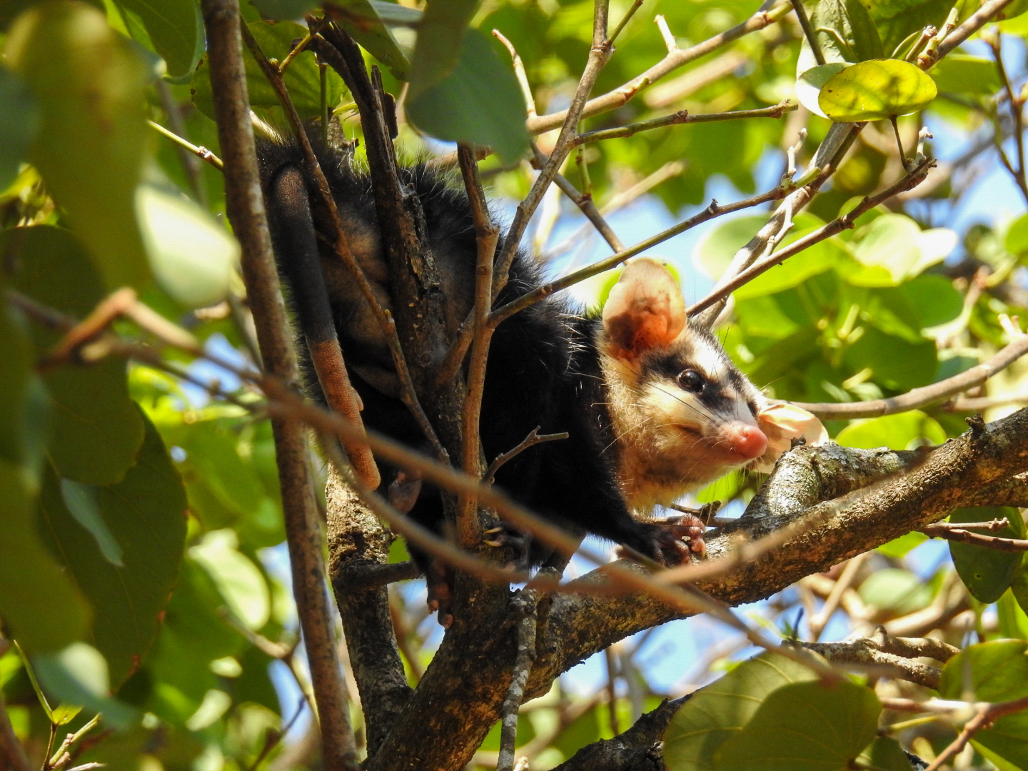 Mykurẽ Didelphis albiventris. Foto: Carlos Ortega.