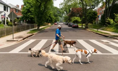 Perros. Foto referencial. CNN.