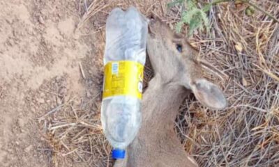 Imágnes de animales silvestres sufriendo por el calor fueron compatidas por los propios pobladores del Chaco. Foto: Redes sociales.