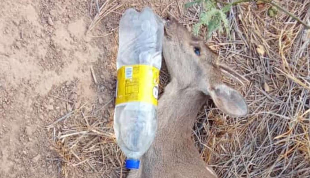 Imágnes de animales silvestres sufriendo por el calor fueron compatidas por los propios pobladores del Chaco. Foto: Redes sociales.