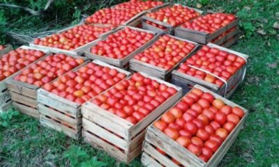 Tomates. Foto: Gentileza.