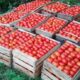 Tomates. Foto: Gentileza.