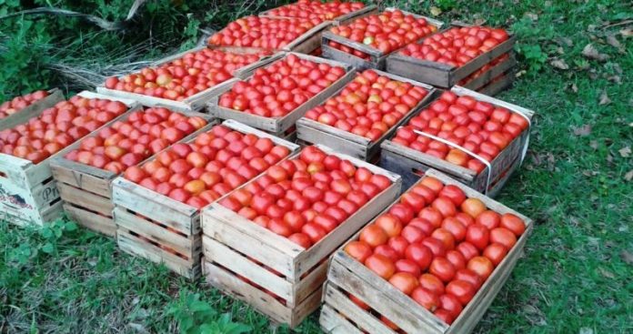 Tomates. Foto: Gentileza.