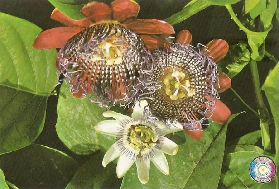 Flor de Mburukuja. Tarjeta postal, ca. 1970. Acervo Milda Rivarola