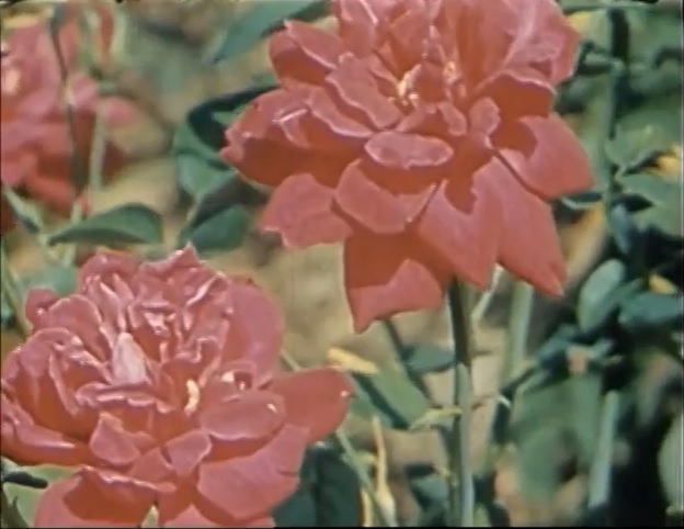 Rosas en un parque de Asunción, 1941. Fuente: E. Sorensen