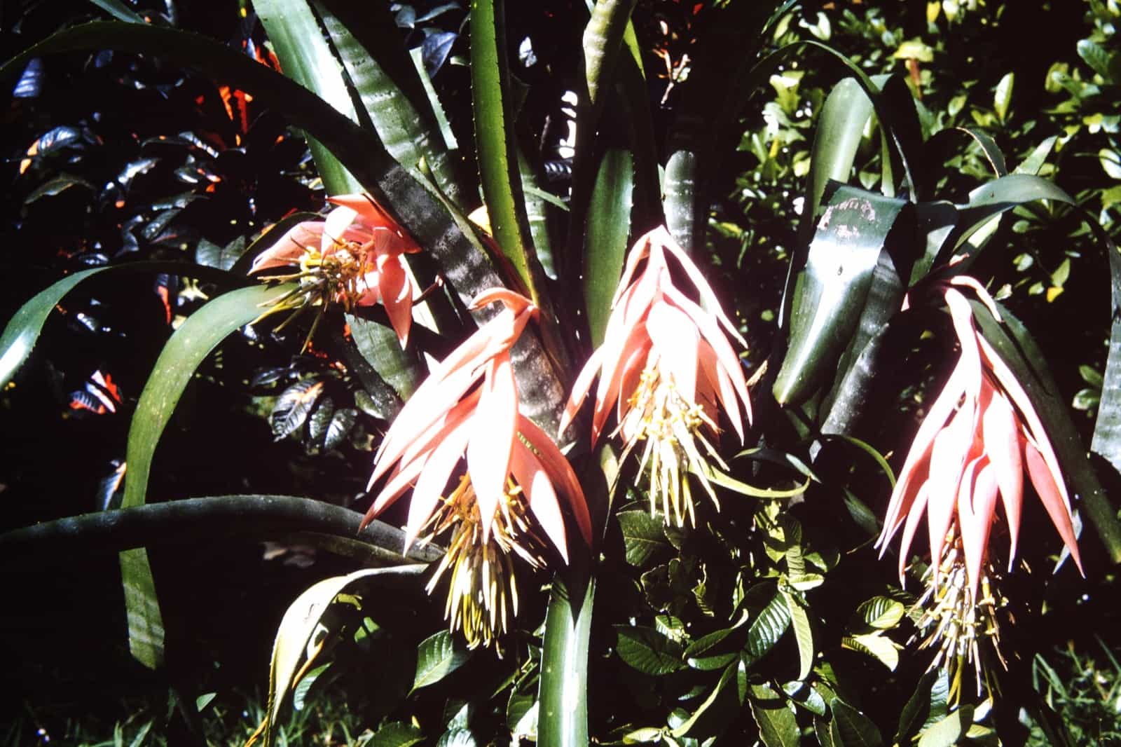 Bilbergia zebrina, ca. 1960.  Fundación Huellas de la Cultura Paraguaya