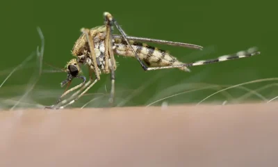 Según el MGAP, la encefalomielitis equina "se transmite principalmente a través de la picadura de mosquitos infectados que actúan como vectores del virus". Foto: DW.