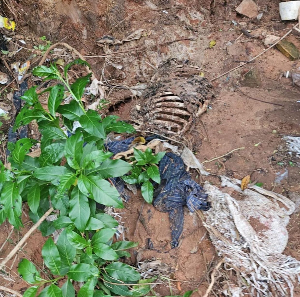 Restos óseos hallados no son de humano. Foto: Gentileza.