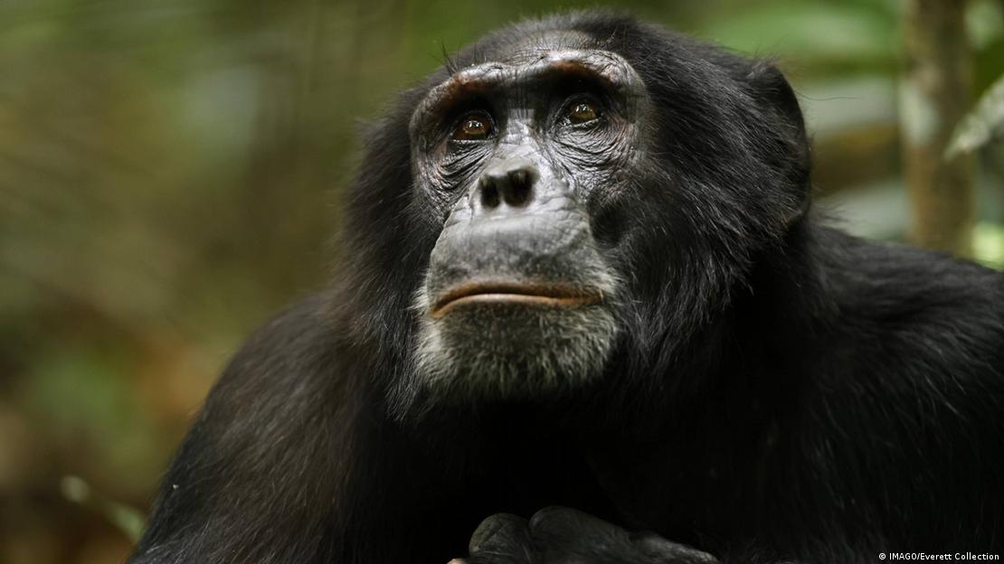 Chimpancé. Foto: DW.