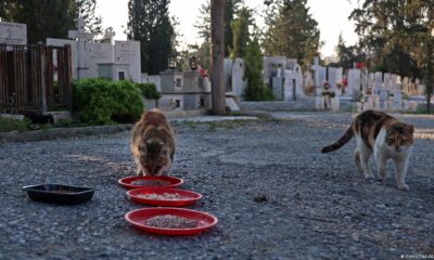 Gatos. Foto referencial. DW.