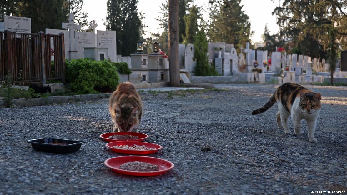 Gatos. Foto referencial. DW.