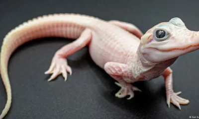 Solo hay siete caimanes leucísticos en el mundo y tres de ellos se encuentran en Gatorland Orlando, según los responsables del parque de reptiles situado en el centro de Florida. Foto: DW.