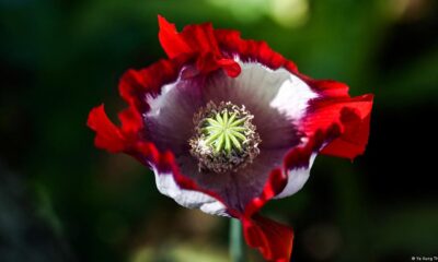 Flor de amapola. Foto: DW.