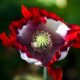 Flor de amapola. Foto: DW.