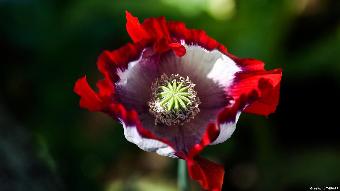 Flor de amapola. Foto: DW.