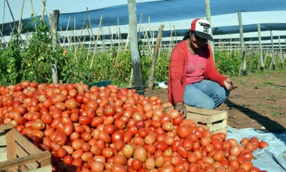 Tomates. Foto referencial. Gentileza.