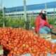 Tomates. Foto referencial. Gentileza.