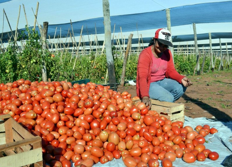 Tomates. Foto referencial. Gentileza.