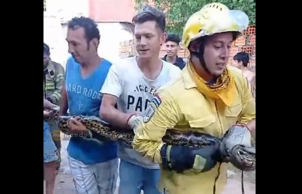 El ejemplar fue rescatado con ayuda de los vecinos. Foto: Captura.