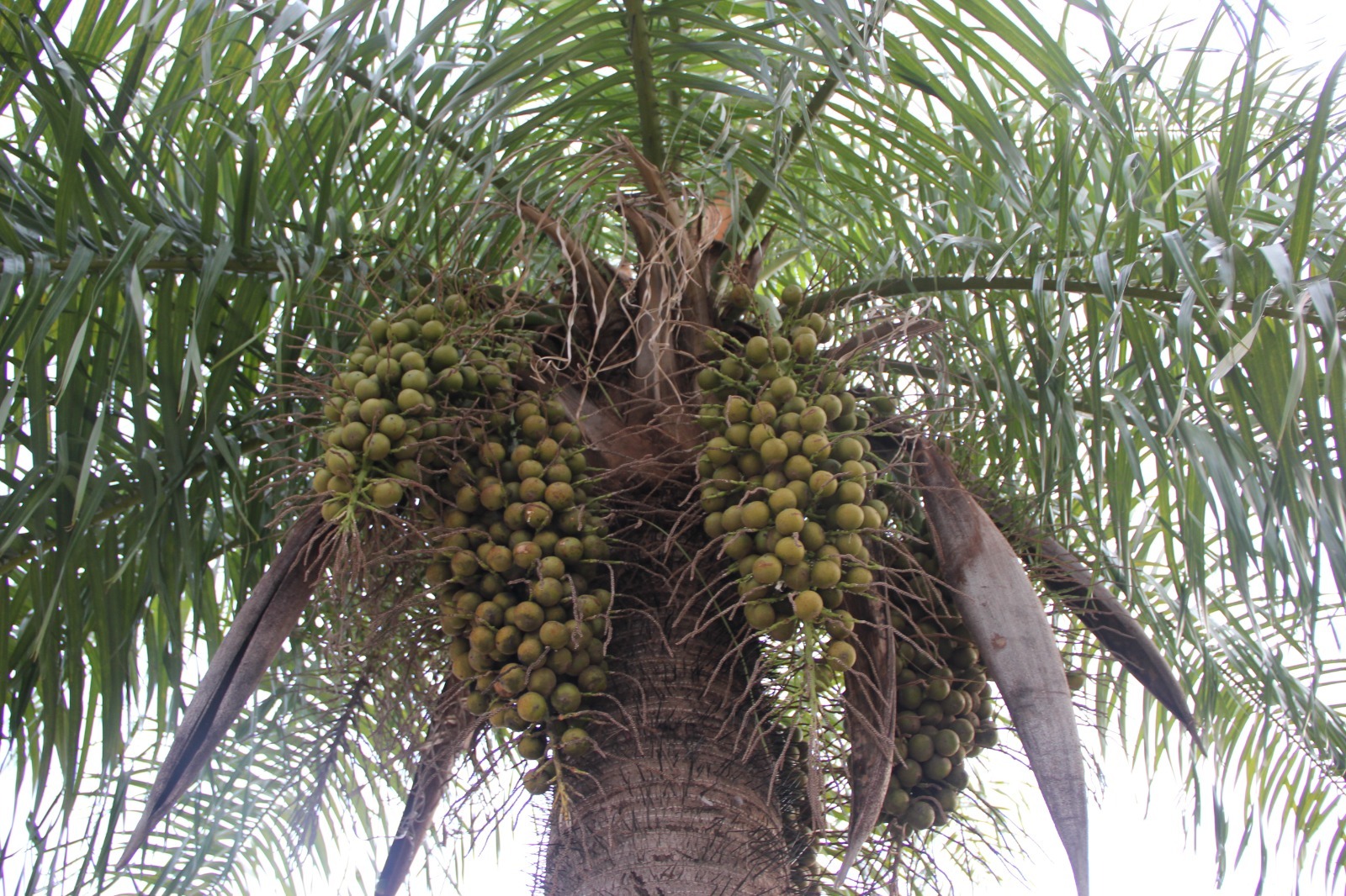 Las frutas del mbocayá. Foto: Lidia Perez de Molas.