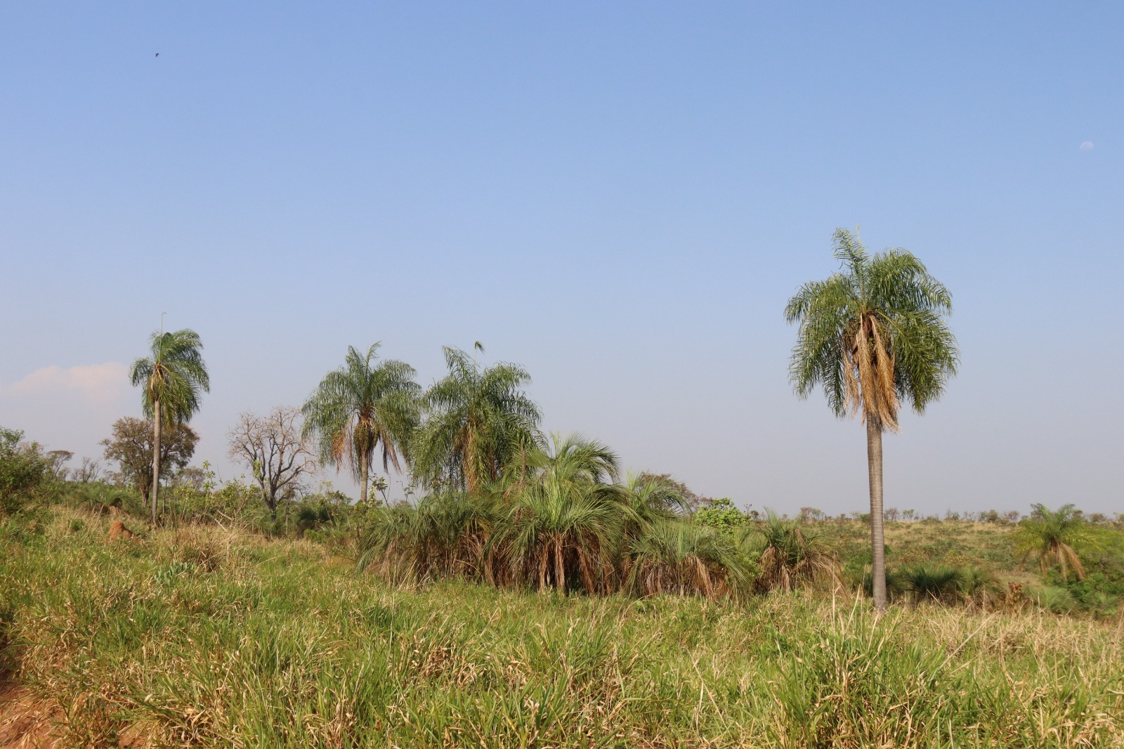 El mbocayá y el jata'y, dos palmeras en el paisaje.Fpto: Lidia Perez de Molas.