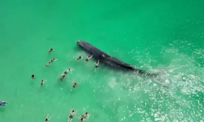 Ballena en la playa de Australia. Foto: Jeffrey Krause (Crédito: Jeffrey Krause via Reuters)