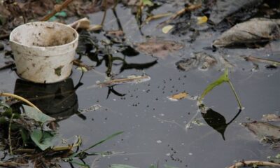 Criaderos de mosquitos. Foto referencial.