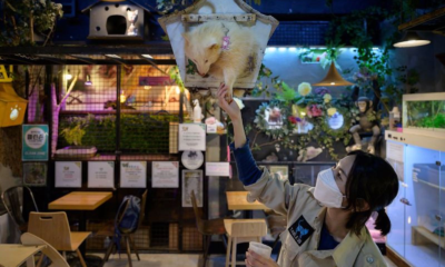 Café Corea del Sur. Foto: CNN.