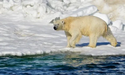 Oso polar. Foto; DW.