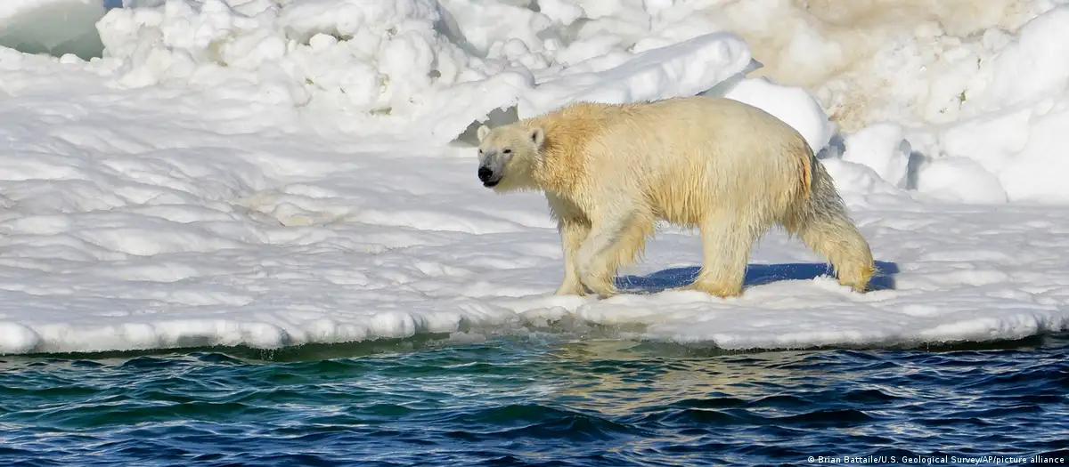 Oso polar. Foto; DW.