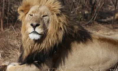 Leones. Foto: DW.