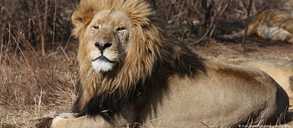 Leones. Foto: DW.