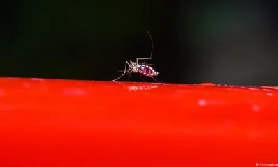 Un mosquito llamado Aedes, vector de los virus del dengue, la fiebre amarilla, el chikungunya y el zika, tras ingerir sangre humana. Foto: DW.