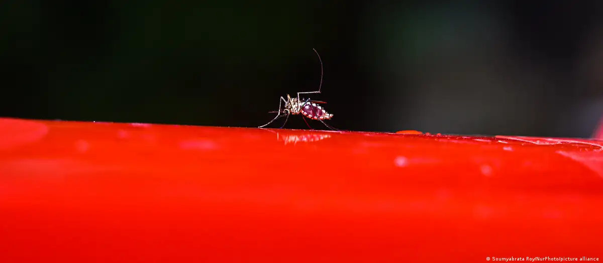 Un mosquito llamado Aedes, vector de los virus del dengue, la fiebre amarilla, el chikungunya y el zika, tras ingerir sangre humana. Foto: DW.