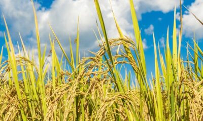 Producción de arroz. Foto: Gentileza.