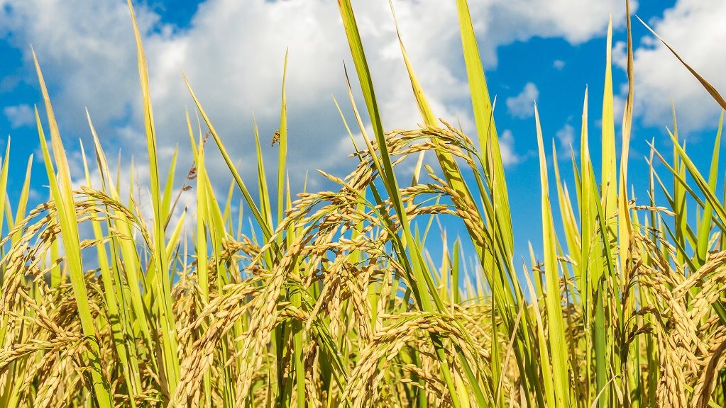 Producción de arroz. Foto: Gentileza.