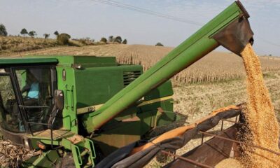 Grano de soja. Foto referencial.