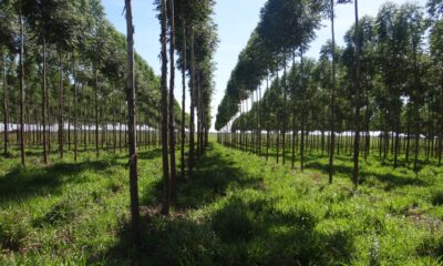 Plantación forestal. Foto: Gentileza.