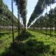 Plantación forestal. Foto: Gentileza.