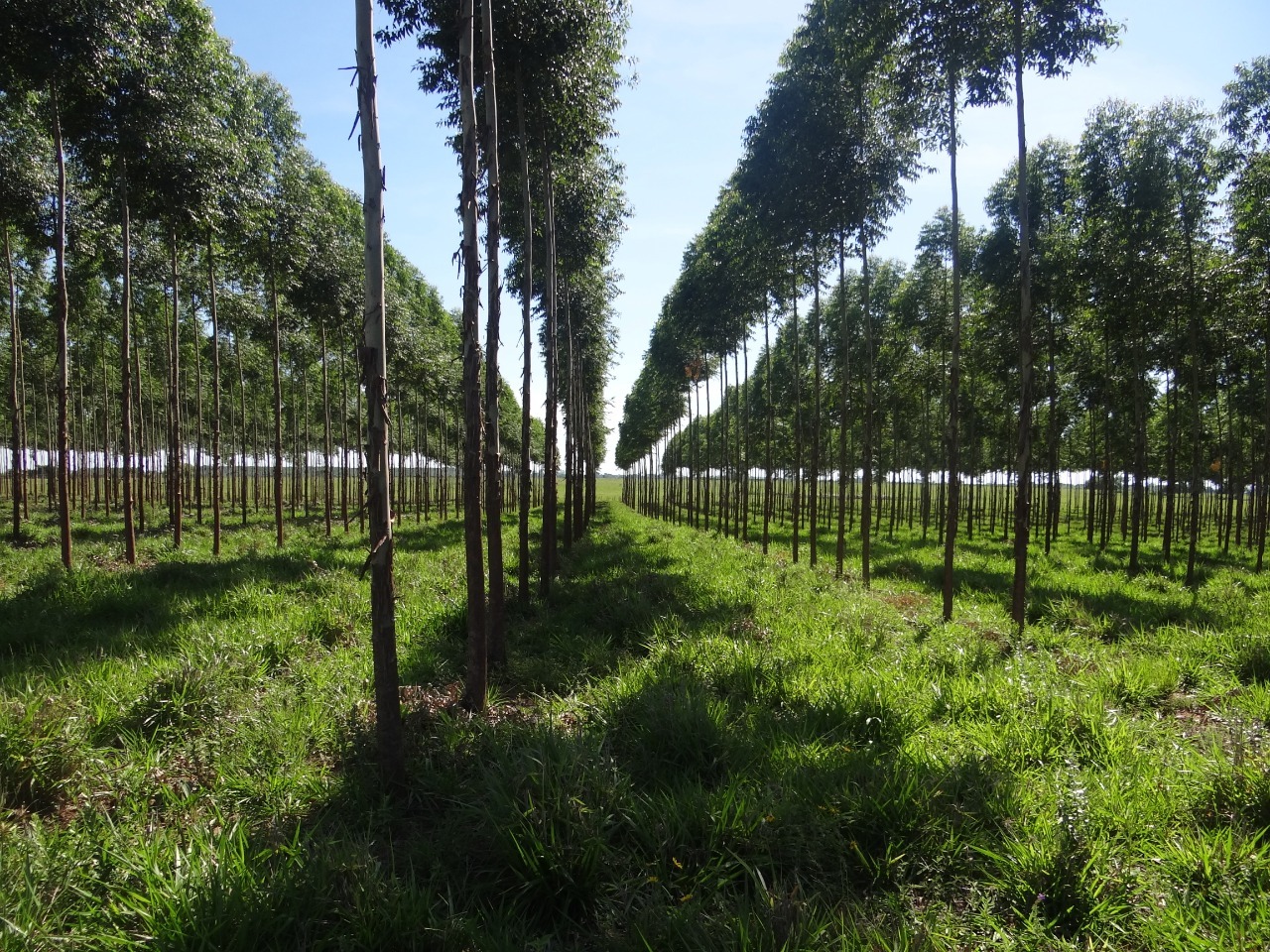 Plantación forestal. Foto: Gentileza.