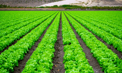 Producción agrícola. Foto: Gentileza