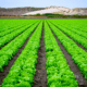 Producción agrícola. Foto: Gentileza