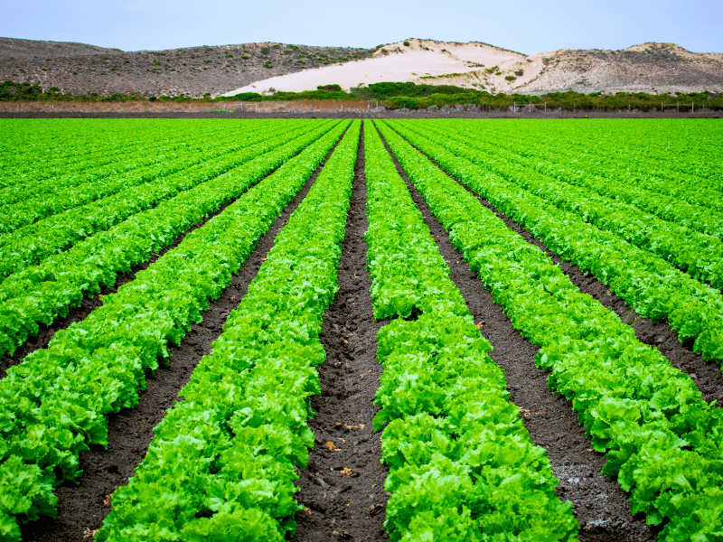 Producción agrícola. Foto: Gentileza