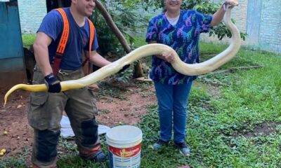 La serpiente fue derivada al Jardín Botánico. Foto: Angélica Samaniego.