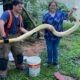 La serpiente fue derivada al Jardín Botánico. Foto: Angélica Samaniego.