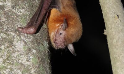 Noctilio albiventris. Foto: René Ruiz Díaz.