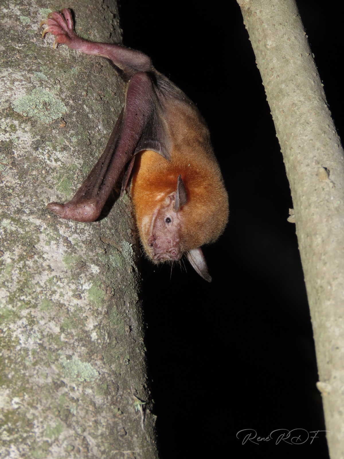 Noctilio albiventris. Foto: René Ruiz Díaz.